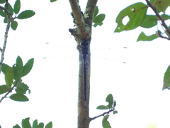 Triacanthagyna trifida