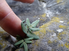 Pellaea glabella