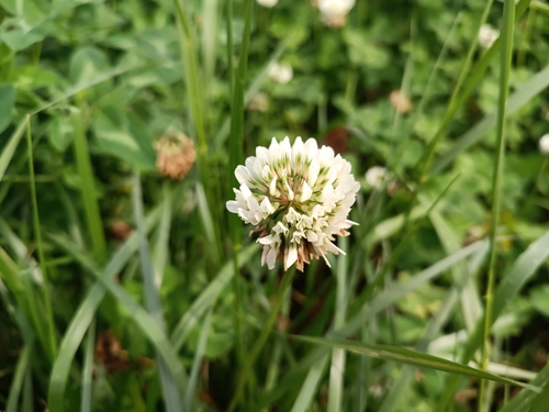 white clover