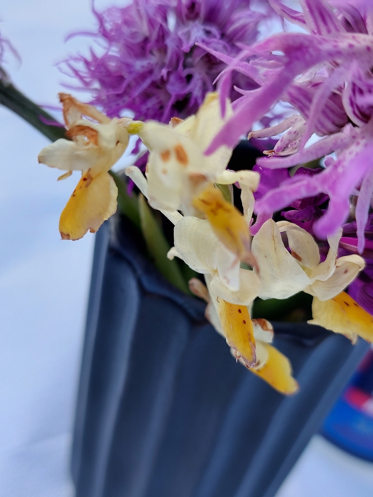 Orchis pauciflora