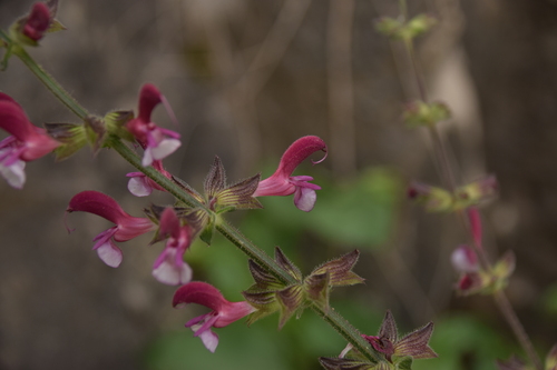 Image of Salvia hierosolymitana by (c) Mitch Van Dyke, some rights reserved (CC BY)