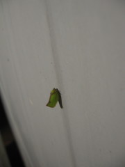 Salurnis marginella
