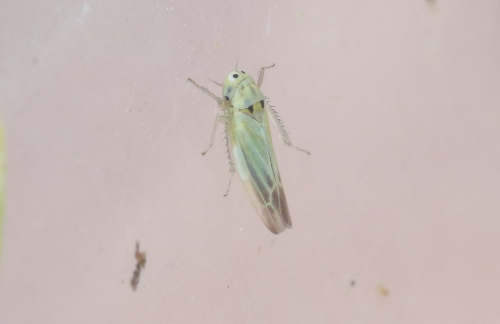 Neozygina penapacha