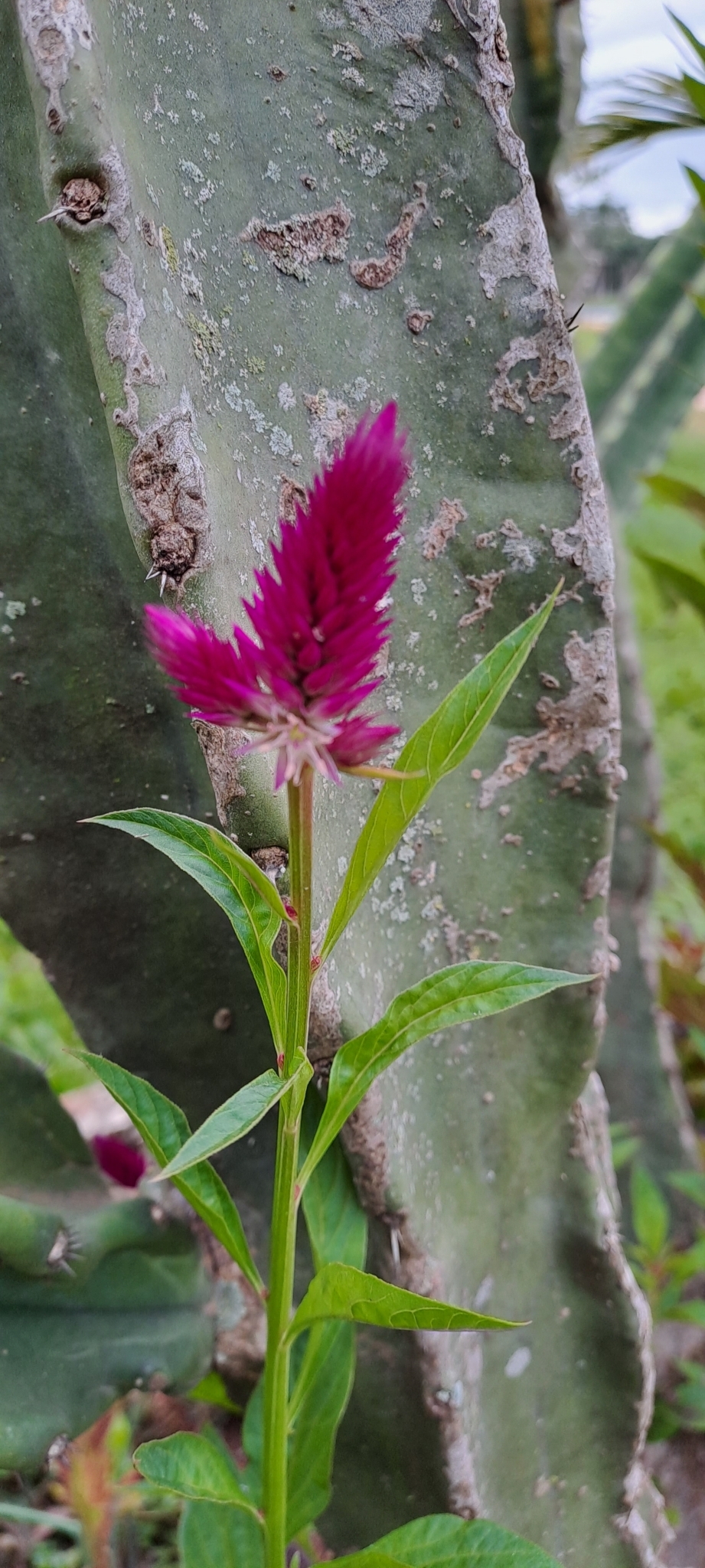 Celosia argentea