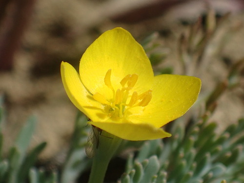 Image of Eschscholzia rhombipetala by (c) Justin Paulin, some rights reserved (CC BY)