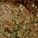 Northwestern Rabbit-Tobacco - Photo (c) 2009 Barry Breckling, some rights reserved (CC BY-NC-SA)