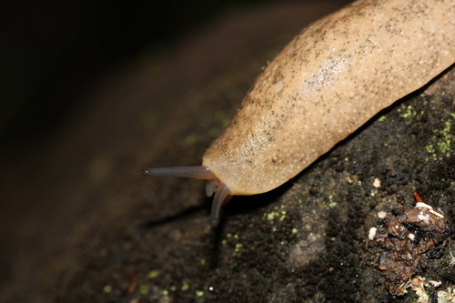 Tan Leatherleaf Slug