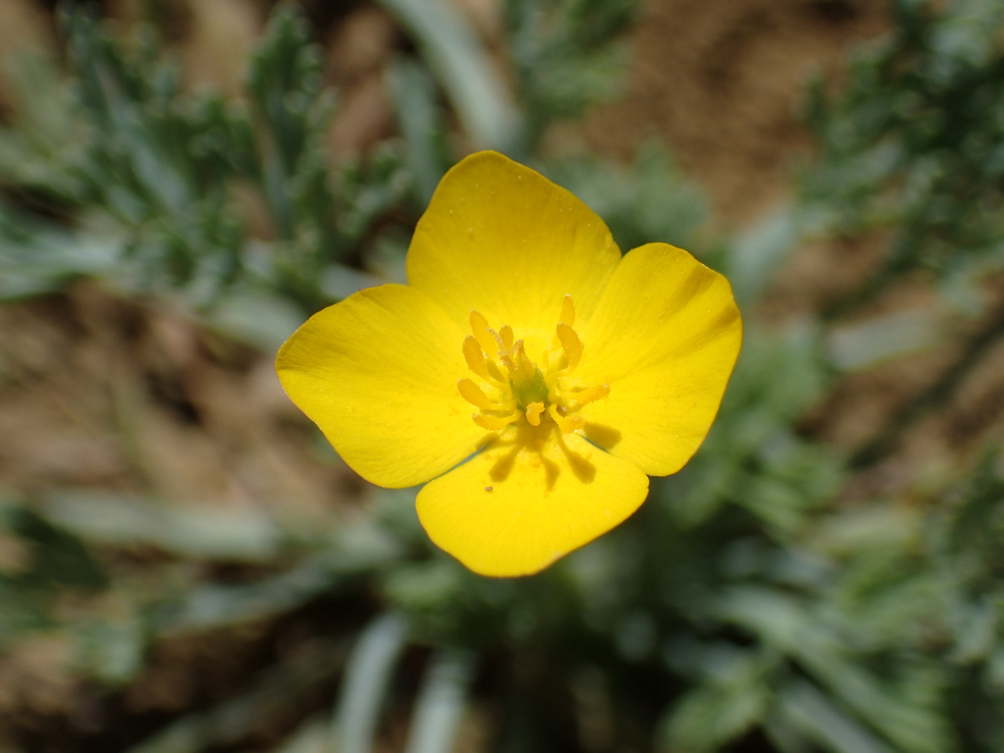 Eschscholzia rhombipetala