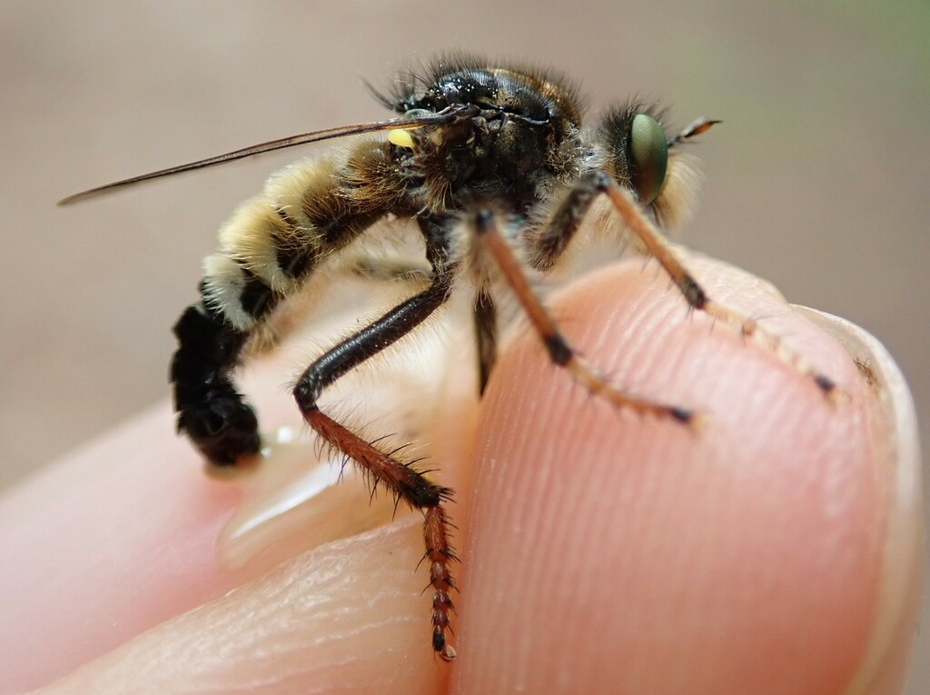 Cyrtopogon pyrenaeus