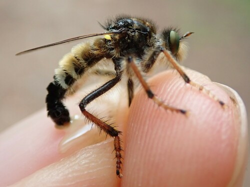 Cyrtopogon pyrenaeus