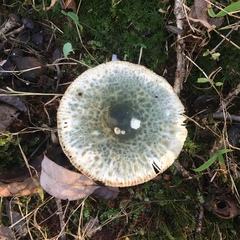 Virescentinae