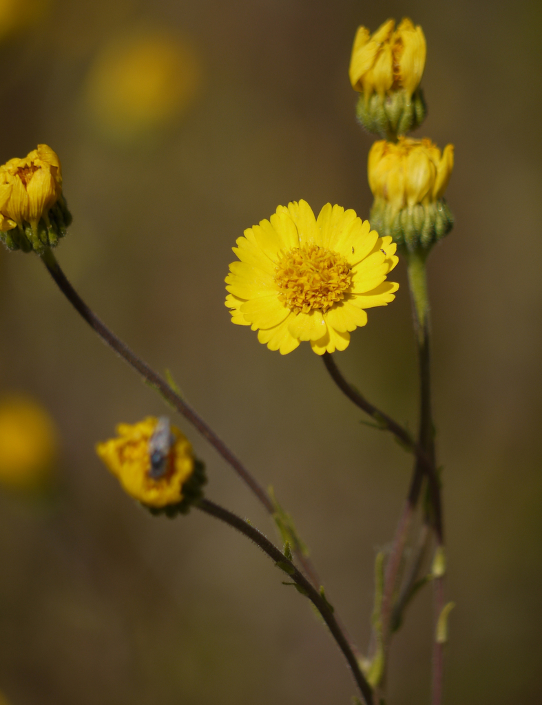 showy golden madia