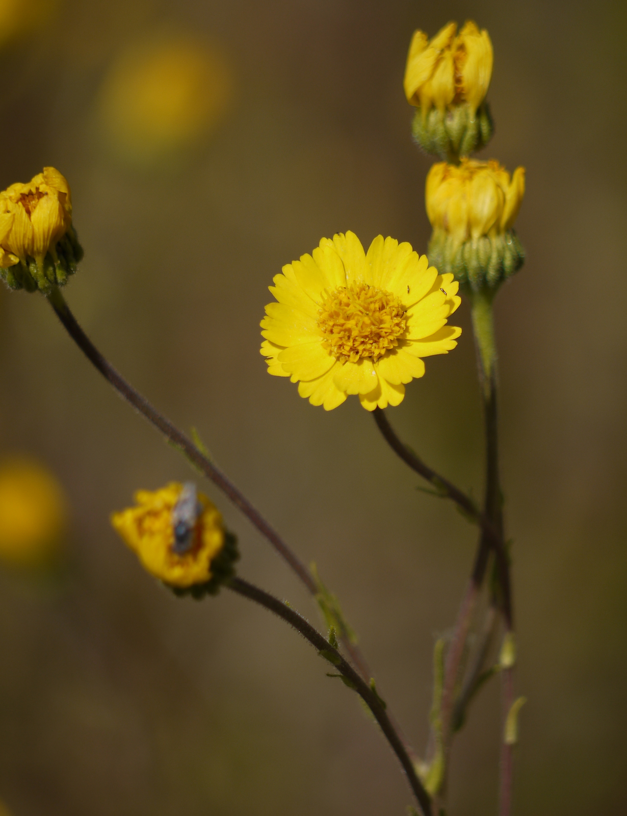 Madia radiata