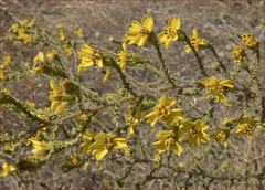 Holocarpha virgata virgata