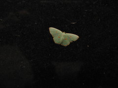 Comostola meritaria