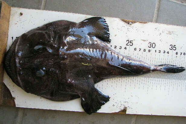 Devil anglerfish