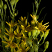 Blochman's Ragwort - Photo (c) Mike Baird, some rights reserved (CC BY)
