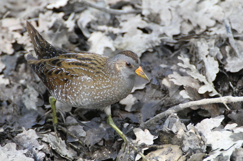 Polluela pintoja (Porzana porzana)
