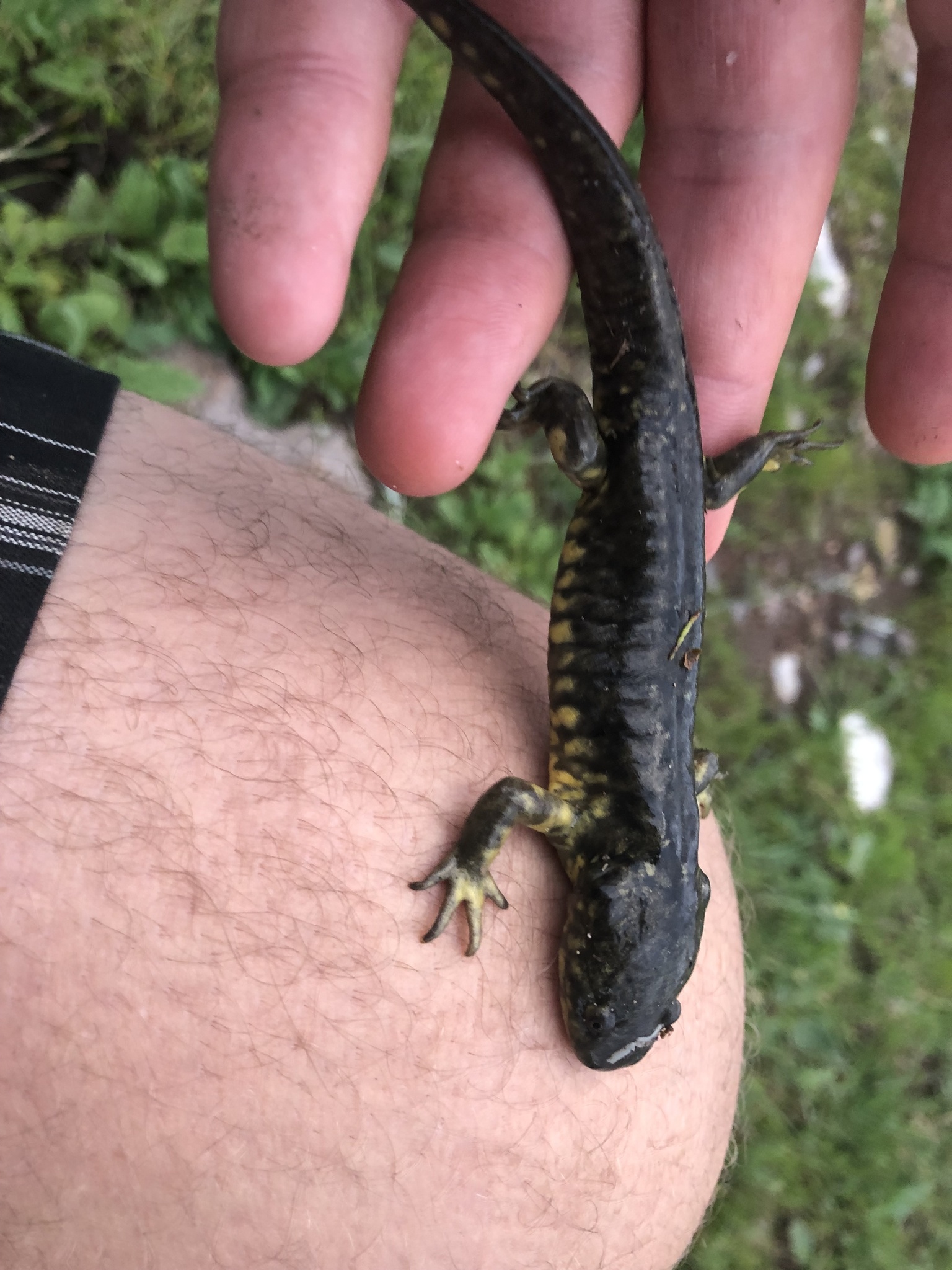 Pine Woods Salamander photo 4