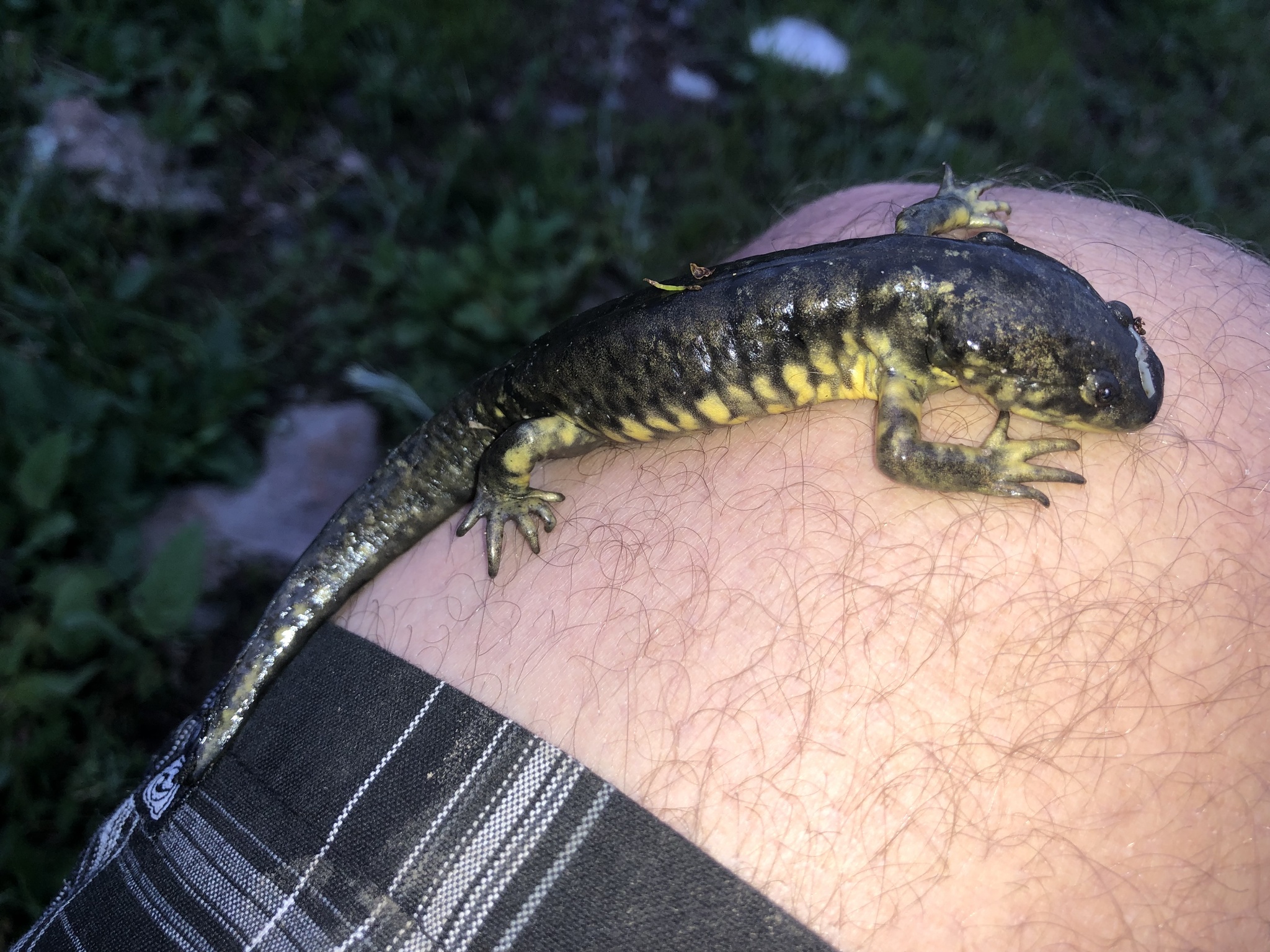 Pine Woods Salamander photo 5