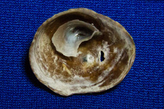 Crucibulum spinosum