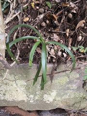Clivia gardenii, photograph (c) Sunčana Bradley, some rights reserved (CC BY)