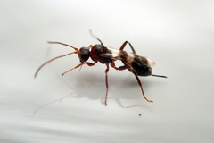 Gelis tenellus