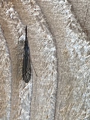 Brachypremna dispellens