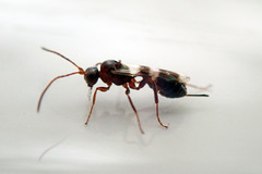 Gelis tenellus
