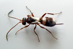Gelis tenellus