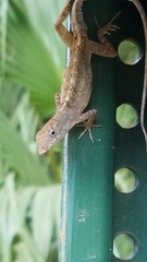 Anolis sagrei