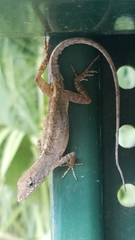 Anolis sagrei