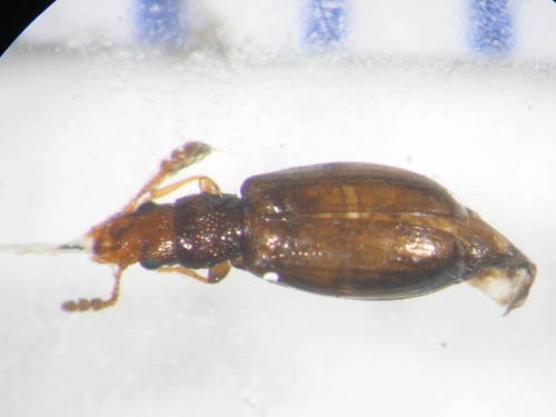 Salpingidae