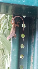 Anolis sagrei