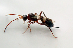 Gelis tenellus
