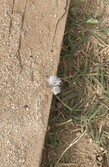 Dasymutilla gloriosa