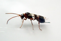 Gelis tenellus