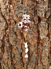 Dendroctonus