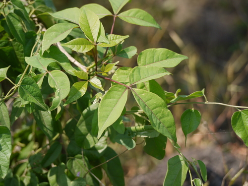 Crateva adansonii