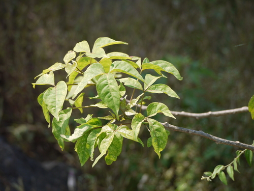 Crateva adansonii