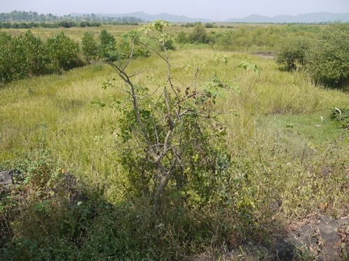 Crateva adansonii
