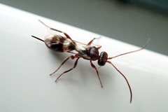 Gelis tenellus