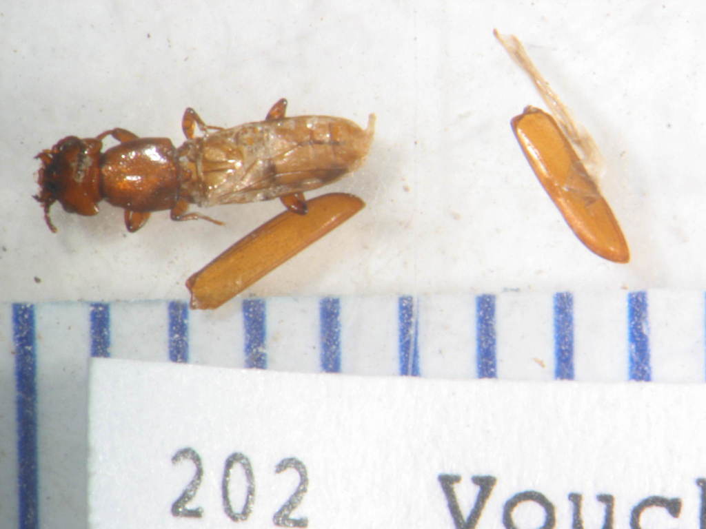 Dryocora cephalotes