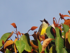 Tyrannus melancholicus