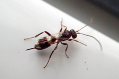 Gelis tenellus