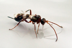 Gelis tenellus