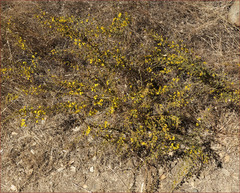Holocarpha virgata virgata