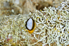 Cystiscus cymbalum