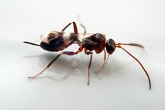 Gelis tenellus
