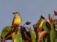 Tyrannus melancholicus